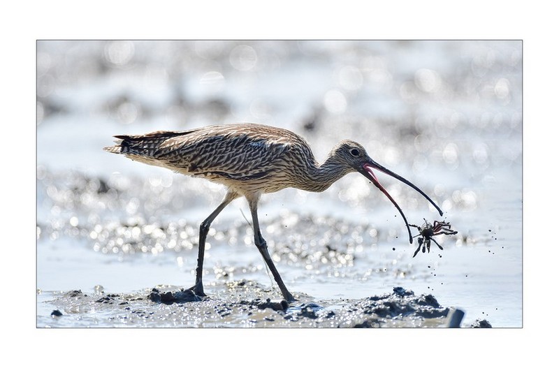 마도요식사중,,