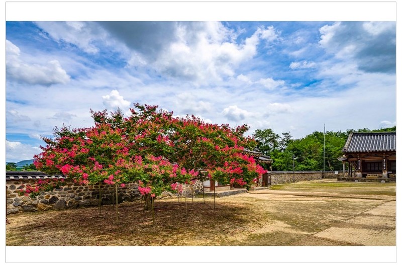 돈암서원 배롱꽃