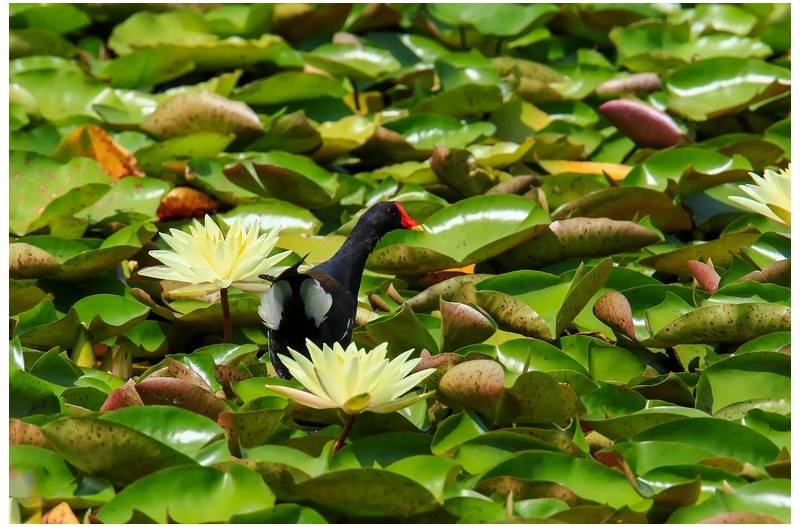 노랑수련꽃사이을 거니는 쇠물닭`