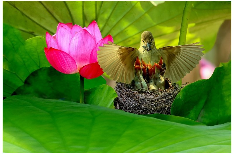 연밭에 개개비 둥지`