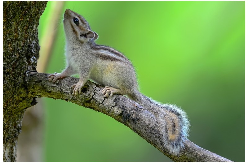 아기다람지 산책`