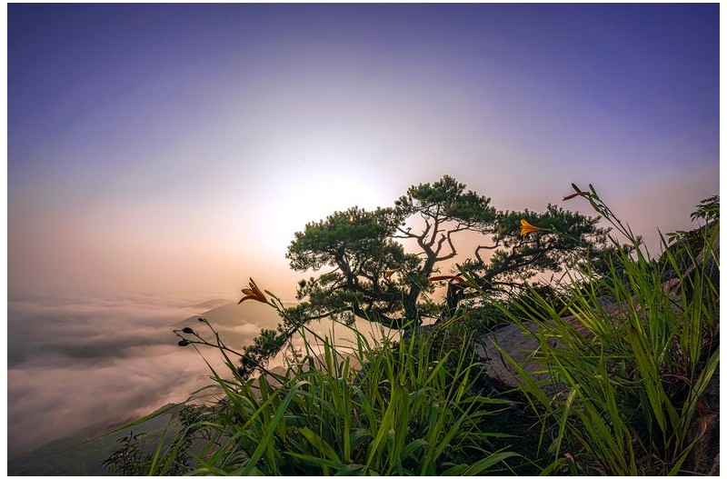 소나무가 보이는 풍경/2