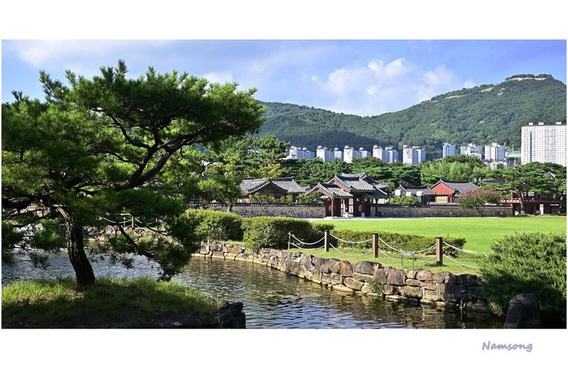 왕릉의 맥문동 ---