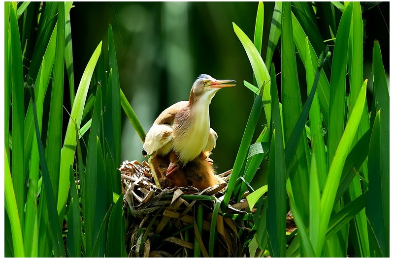 덤불 혜오라기 가족`