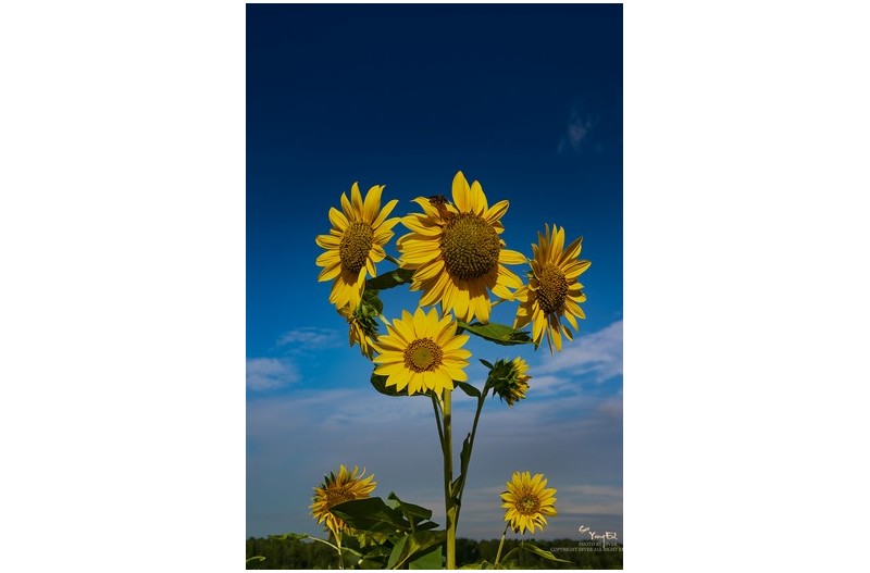 하늘을 향해....