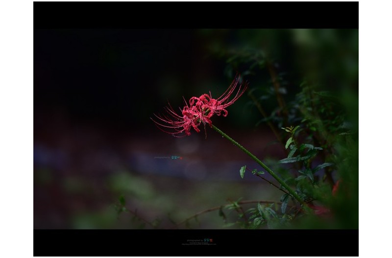 마당 구석에 꽃무릅이...