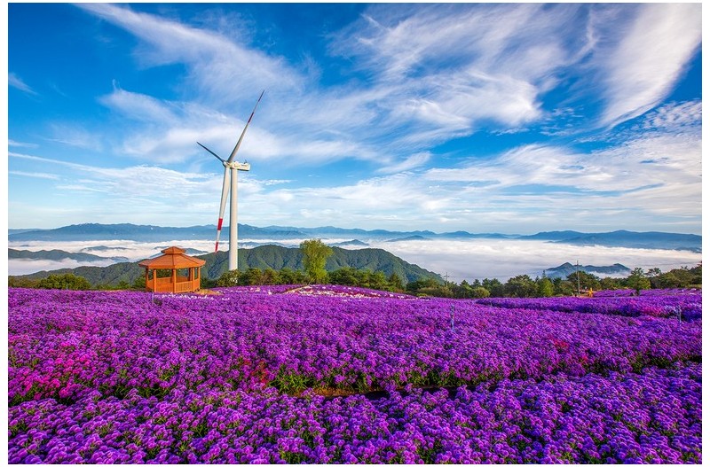 감악산 아스타 국화