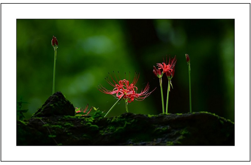 꽃무릇핀 풍경..