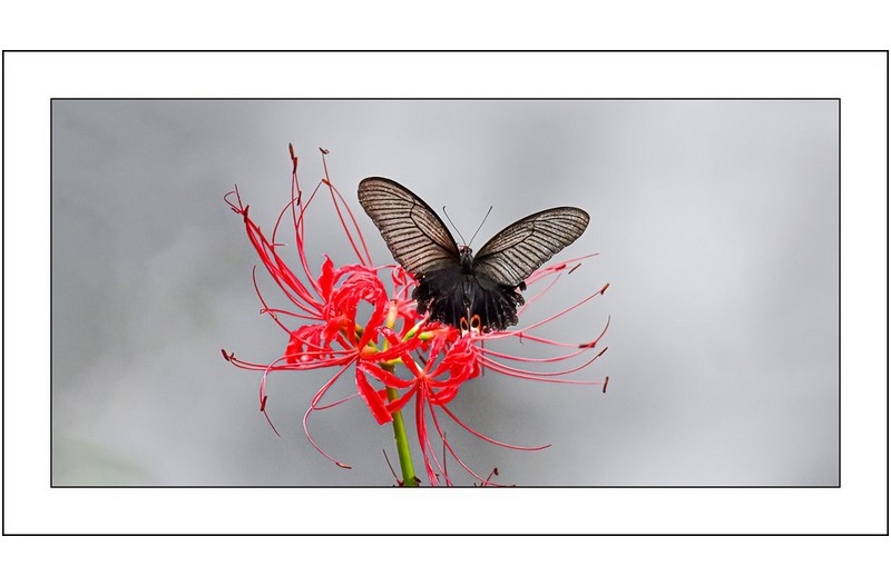 제비나비와꽃무릇,,