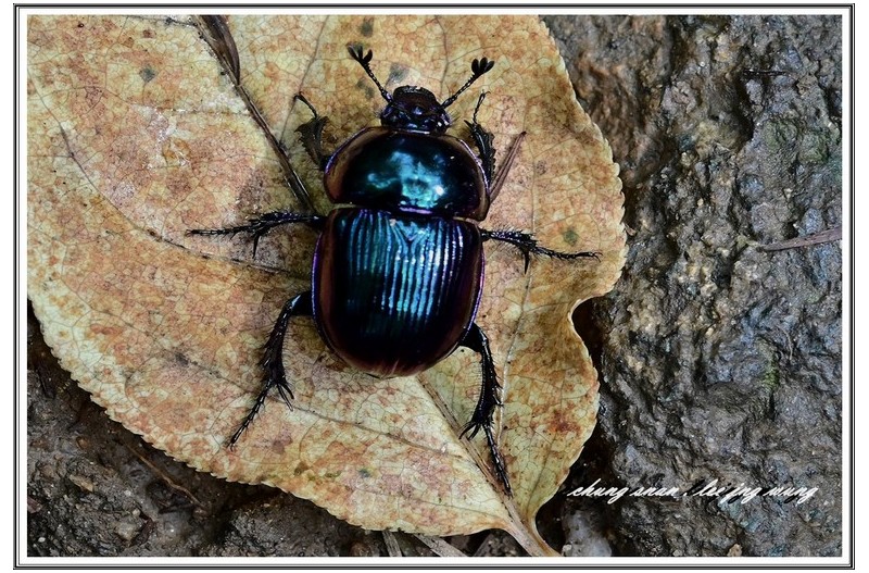 이름 모를 곤충