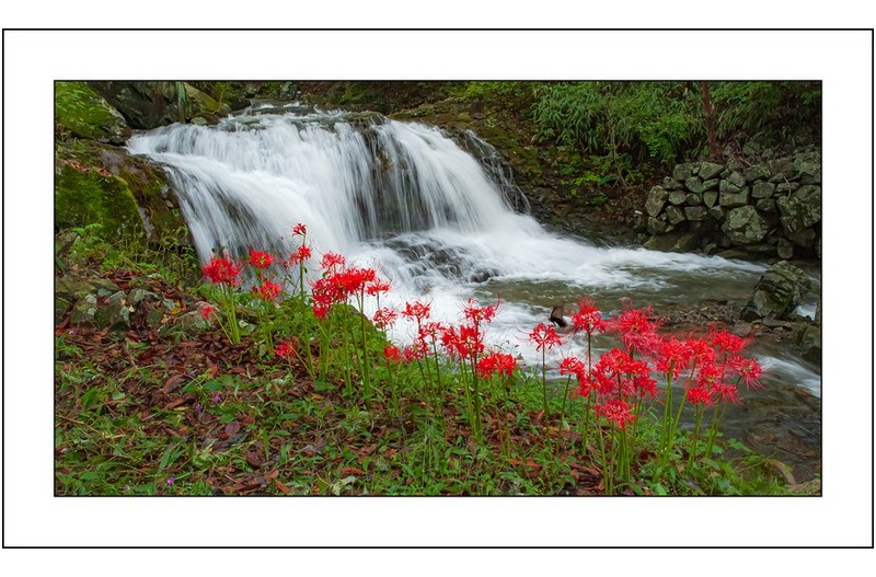 꽃무릇이 핀풍경,,