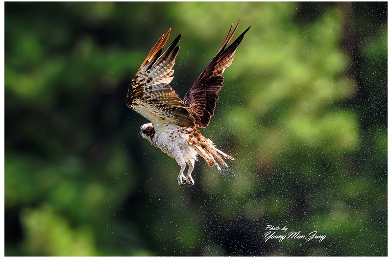 물수리_너무 먼당신