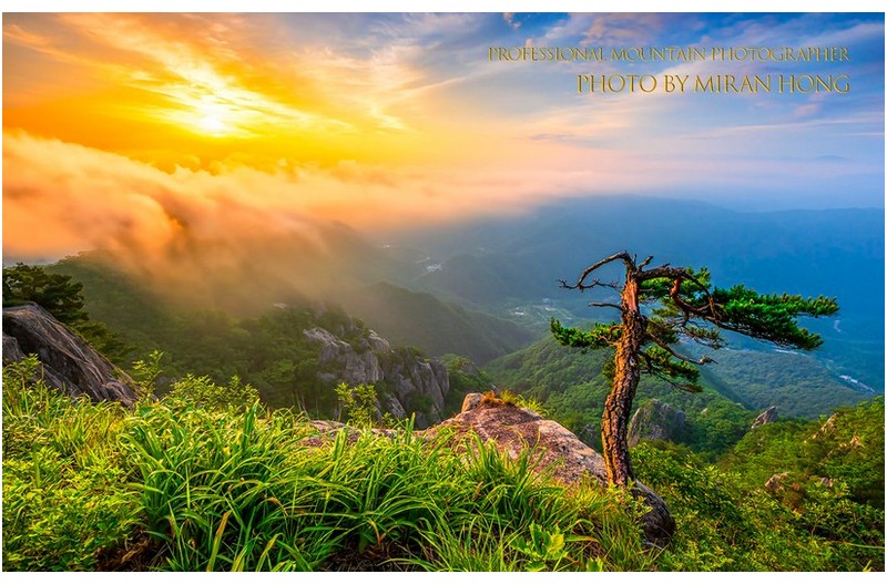 소나무가 있는 풍경