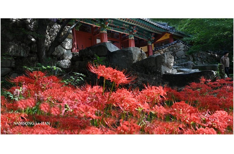 은하사의 꽃무릇---