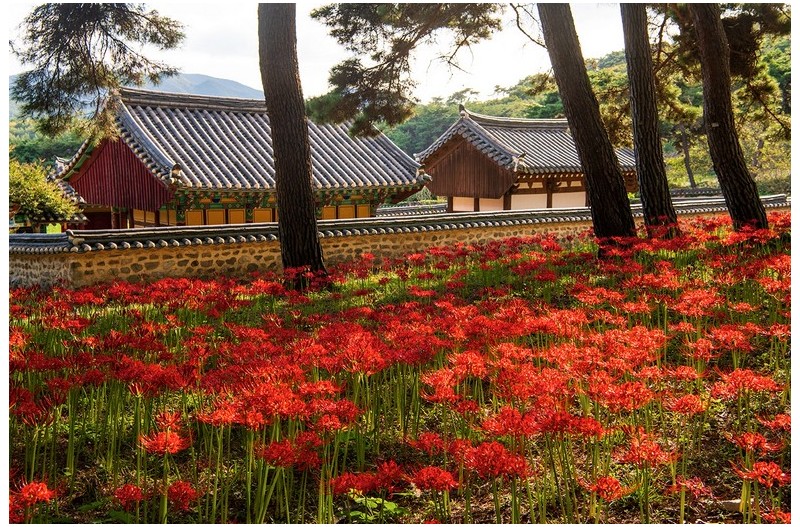 부안석불산 꽃무릅