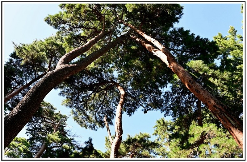 서로 달문 소낭구