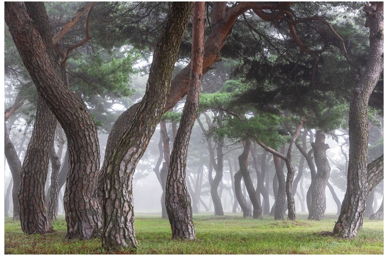 솔 숲의 안개