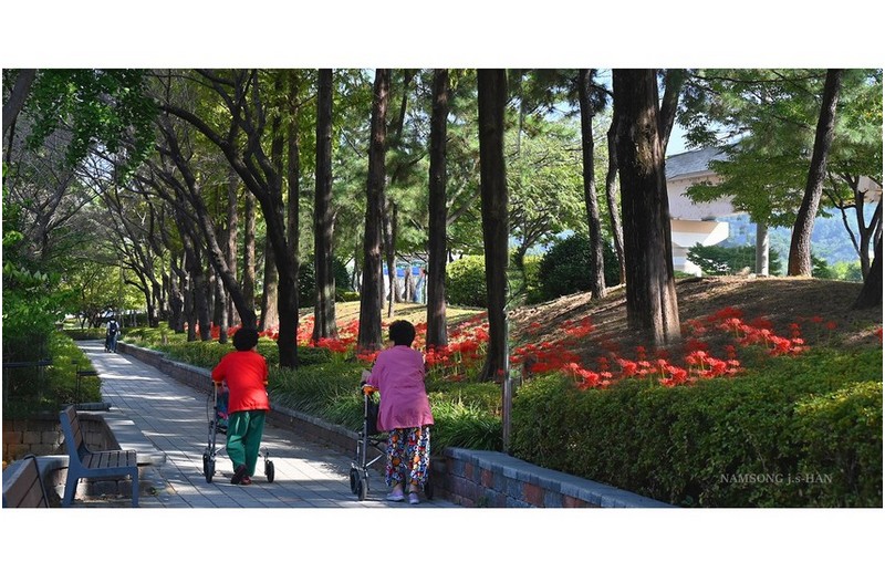 몸이 불편한 할멈들의  아침 산책
