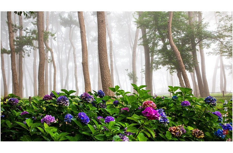 솔밭 안개들어 오는 날