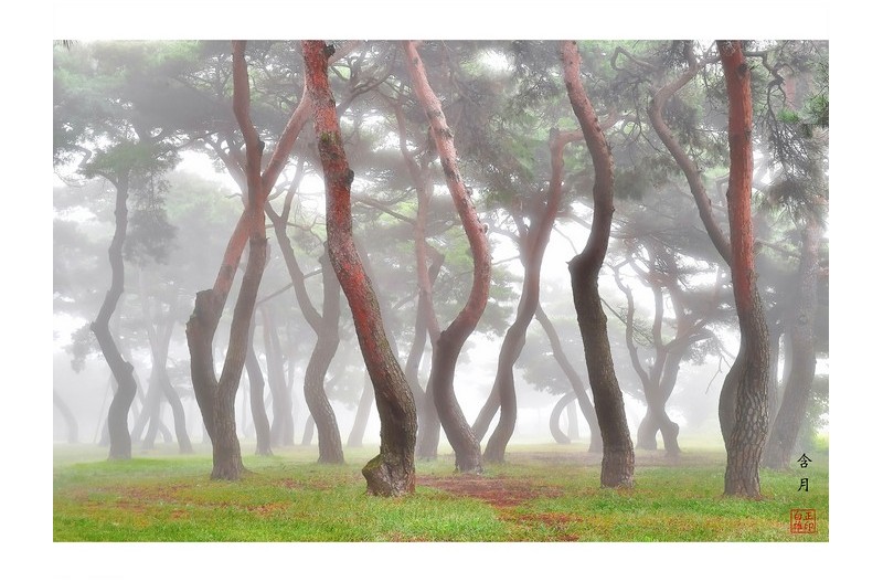 안개가 그린 솔 숲