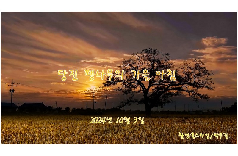 당진팽나무의가을아침