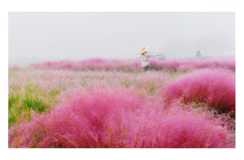 안개 속 핑크뮬리와 여인
