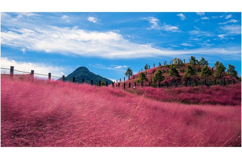 핑크뮬리(전북순창)