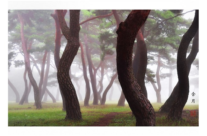 안개 속 풍경은...