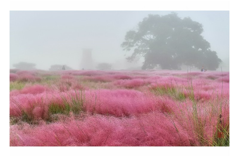 안개 속 핑크뮬리