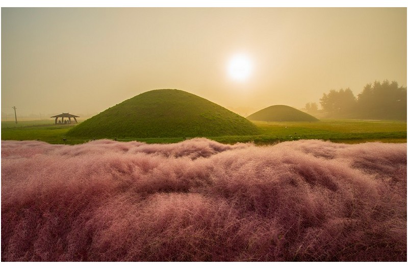 고분과 핑크뮬리