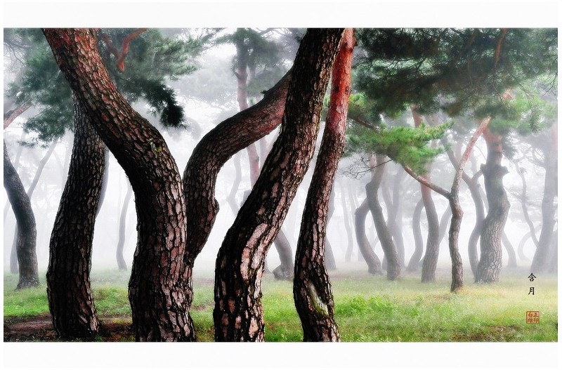 안개 속 솔 숲 풍경