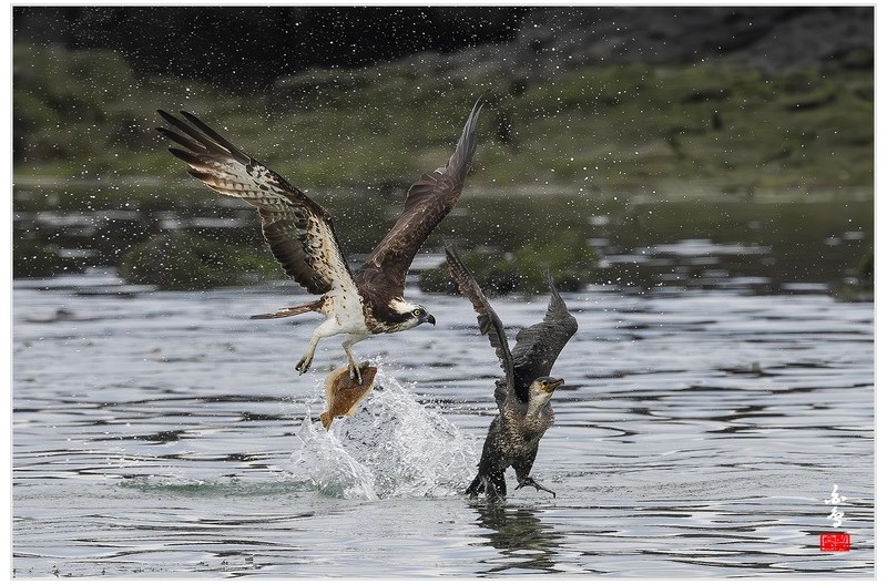 물수리와 가마우지