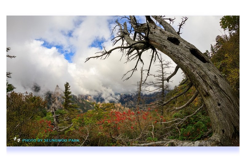 설악의 美