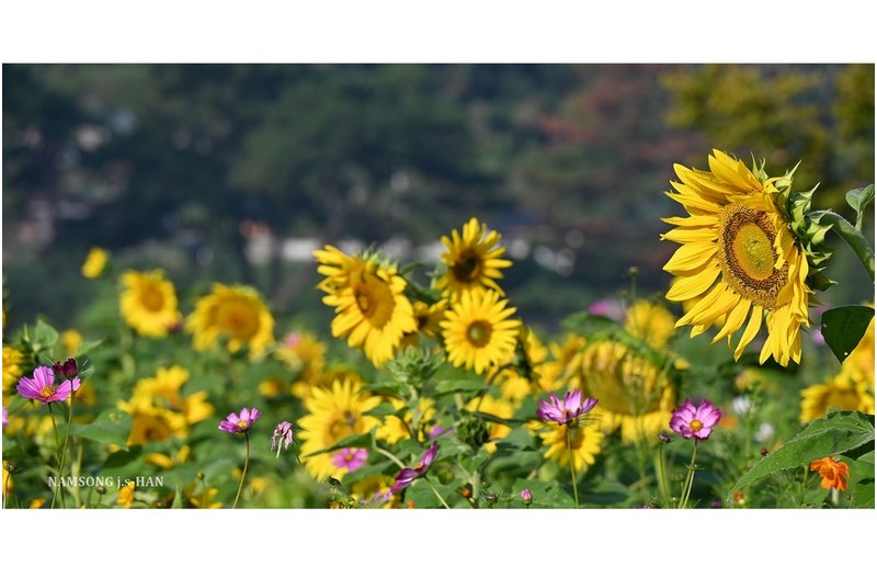 해바라기 ----