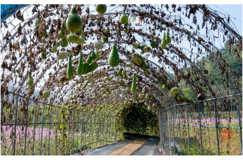 대전장동 코스모스