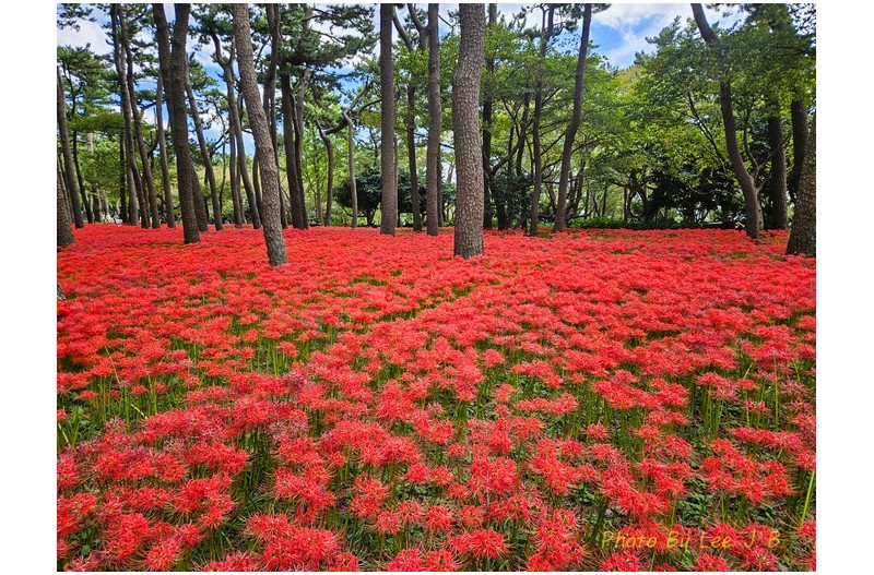 대왕암 공원 꽃무릇