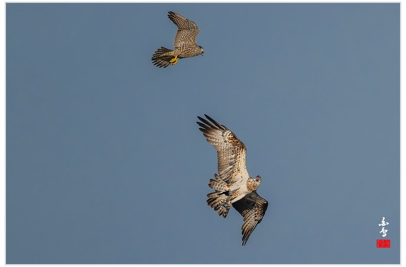 송골매와 물수리
