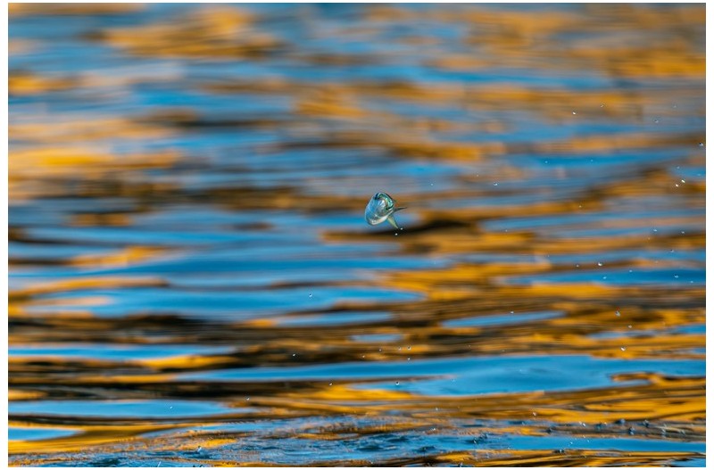 숭어 뛰어 오르다