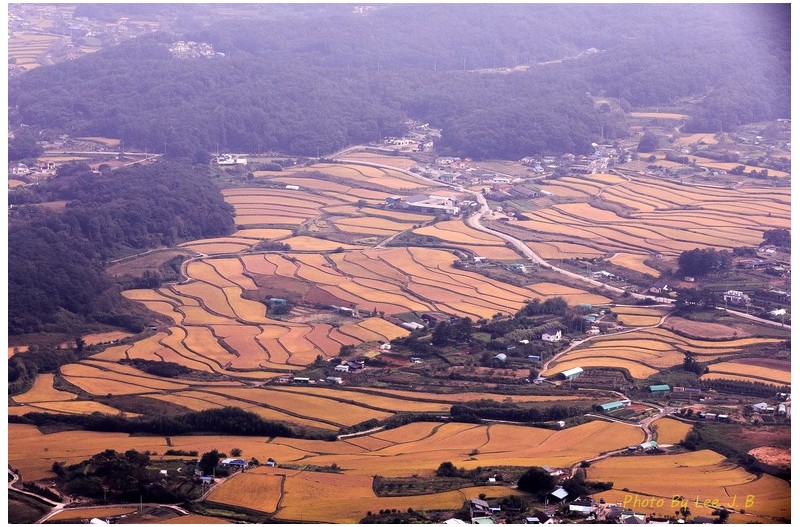 곡식이 익어가는 농촌