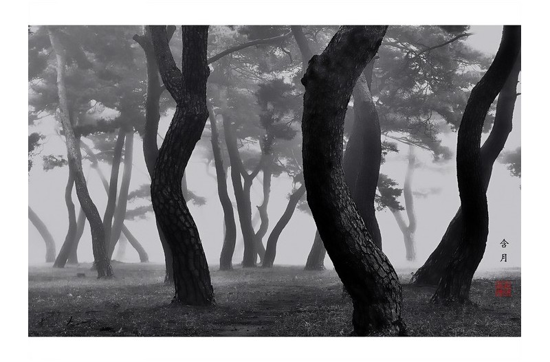 안개 속 솔 숲 풍경