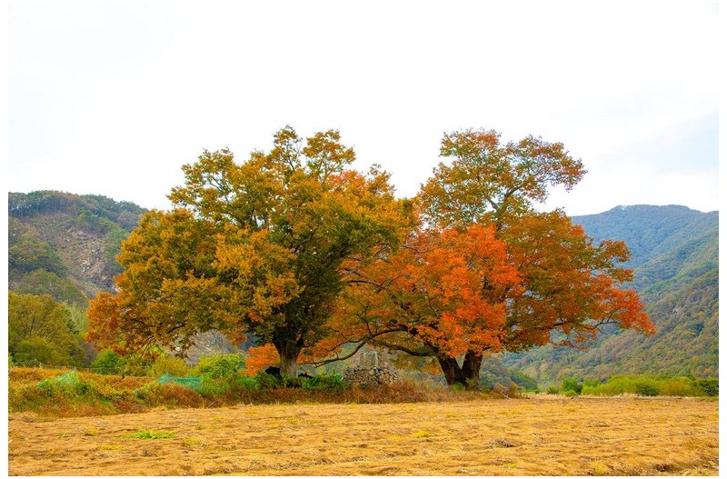 황혼의 부부 나무