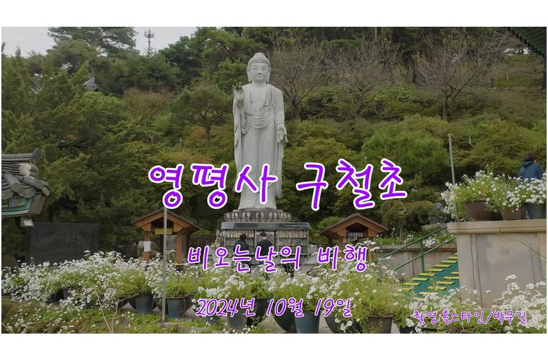 영평사 구절초 2부