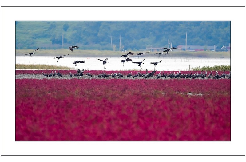 칠면초밭과 흑두루미...