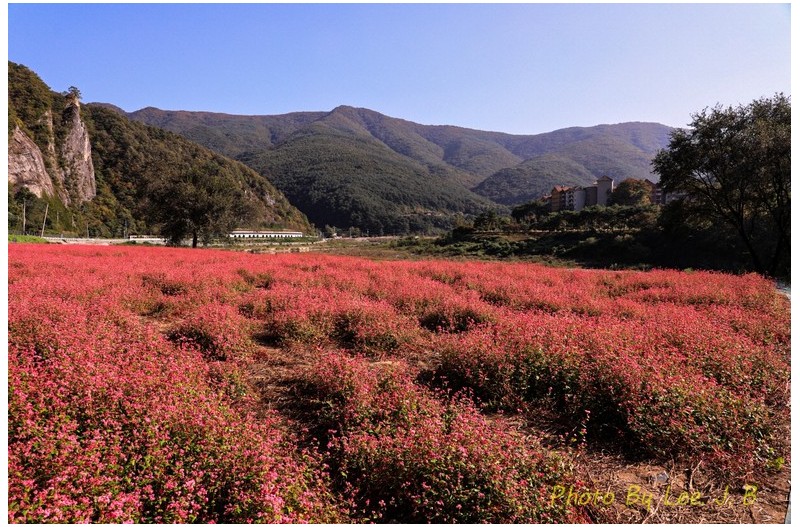 붉은 메밀밭