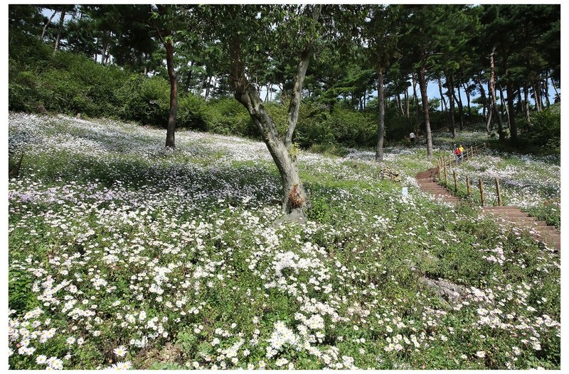 정읍 구절초 동산