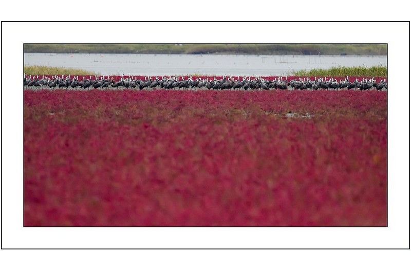 순천만의 칠면초밭..