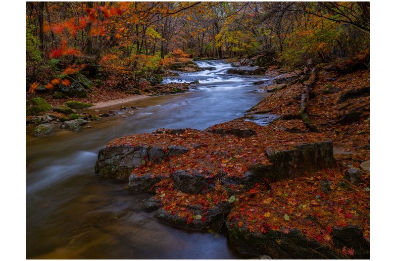 단풍이 종잡을수가 없네요