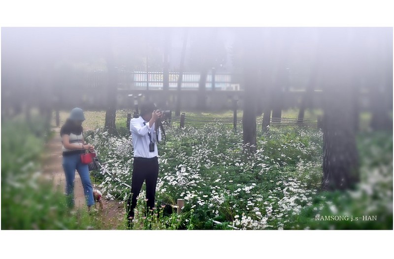 구절초 밭에서 -----