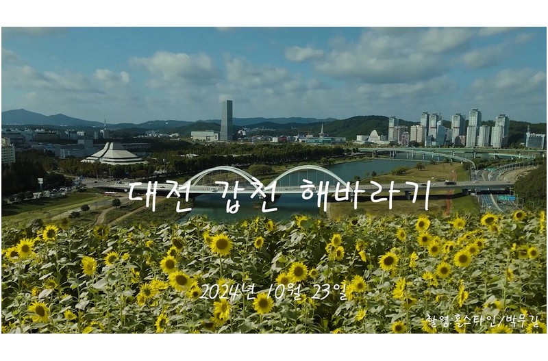 대전갑천해바라기