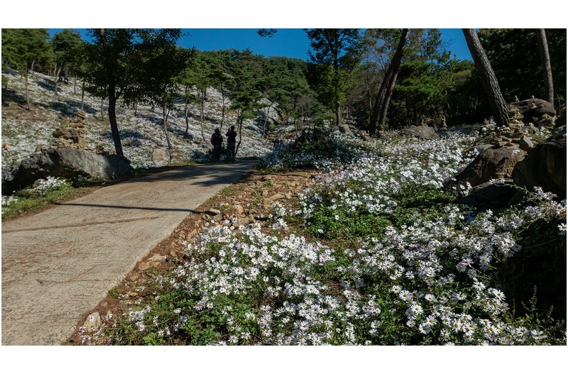 공주구룡사구절초2